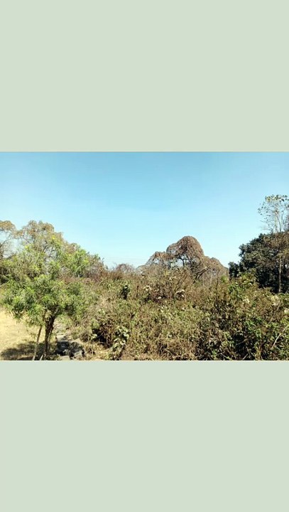 Hindi Poem, Haryali