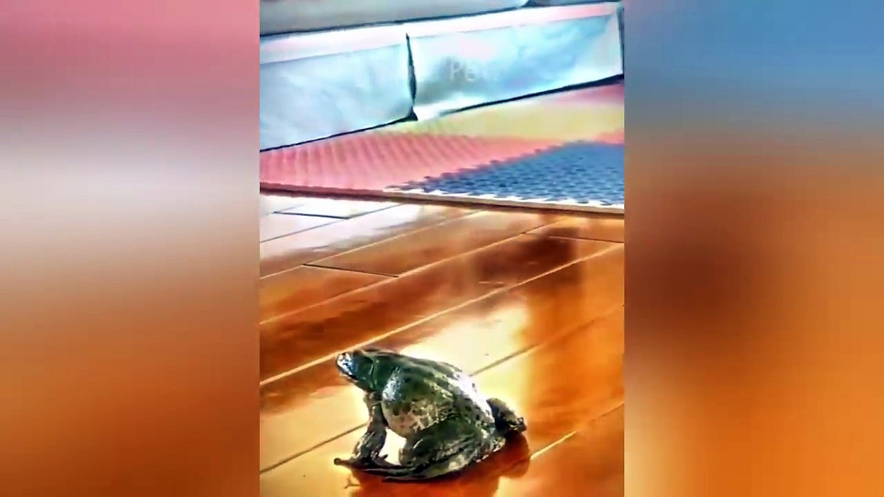 Funny Animal Videos 2026 Part 18