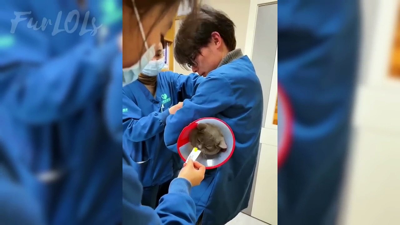 Funny Animal Videos 2026 Part 19