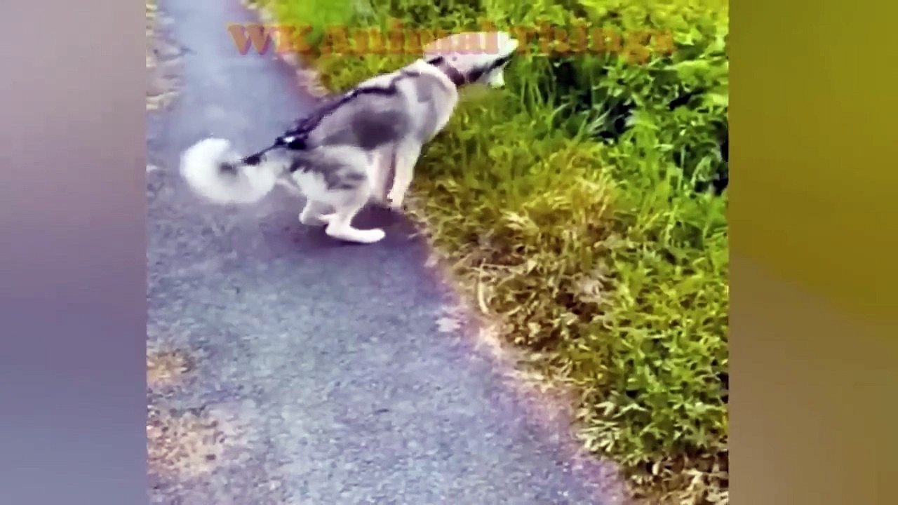 Funny Animal Videos 2026 Part 20