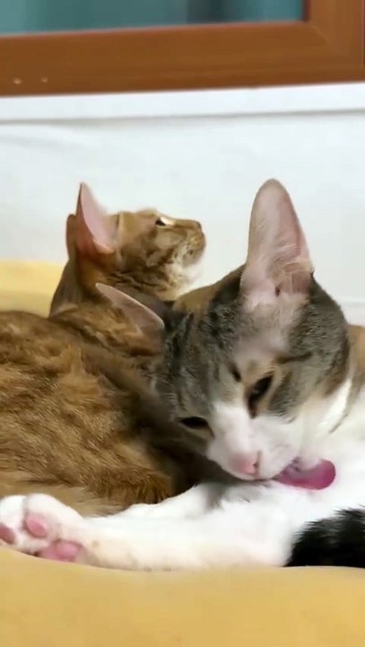 Two Cute Cats Sitting Together, and One of Them Grooming Herself.” 🐾😺💕