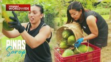 Lara Liwanag at Kara David, nagtagisan sa pangunguha ng papaya! | Pinas Sarap