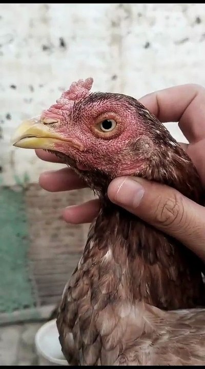 Aseel Lakhi Murgi Female