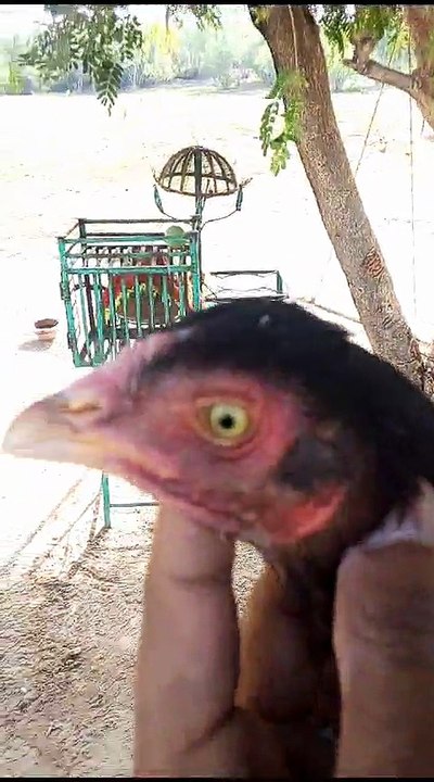 Lakhi Young Female