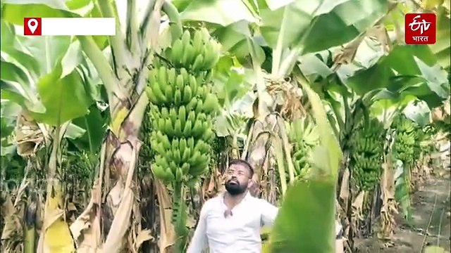दुष्काळी आष्टी तालुक्यात चिंचाळा येथे शेतात फुलवली केळीची बाग; अडीच एकरात तब्बल 70 टन केळीचे उत्पादन