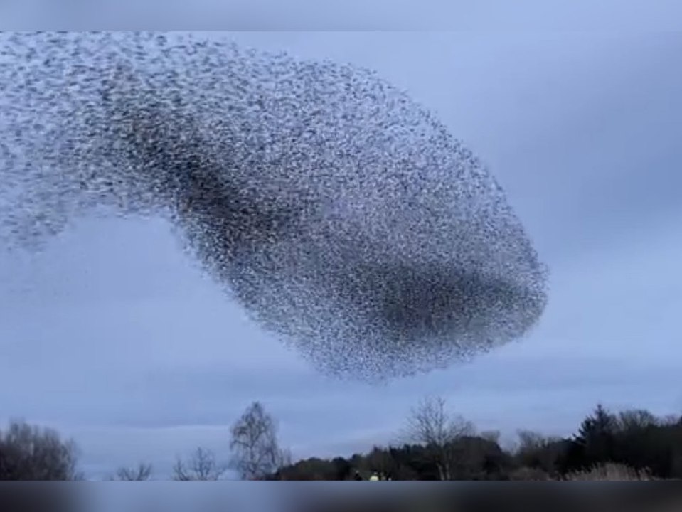 Stare verwandeln Abendhimmel in lebendiges Kunstwerk