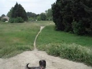 course avec mon chien