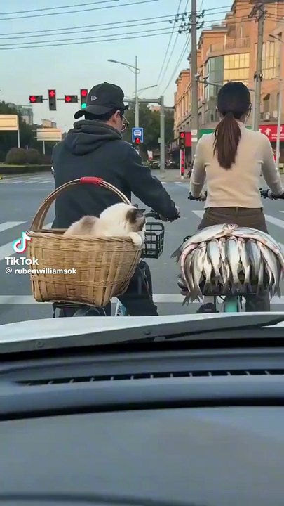 Diebische Kätzchen