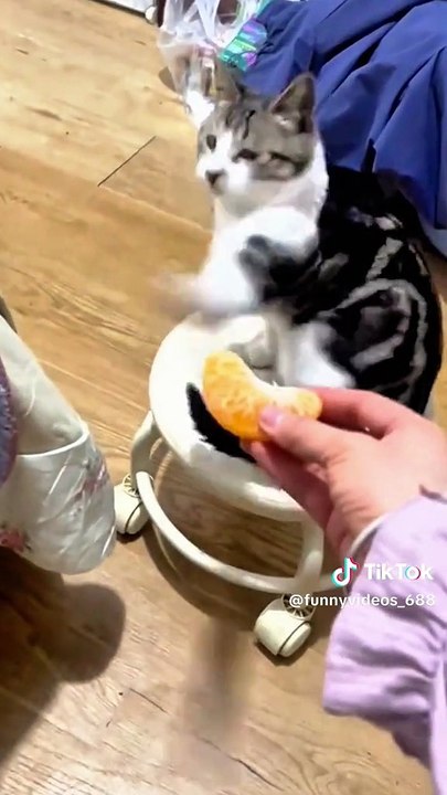 Verdammt süße Kätzchen