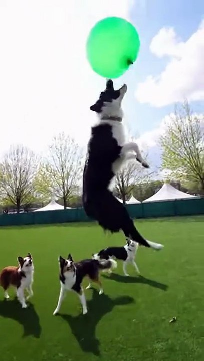 Border Collies Playing with Balloon #dog #kingdomofawais