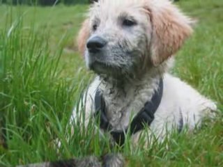 La puce des bois! quelque chose de bien ...