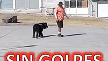 Entrenamiento Canino en Línea