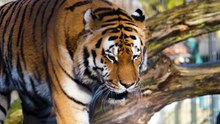 Bengal Tiger