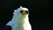 African fish eagle