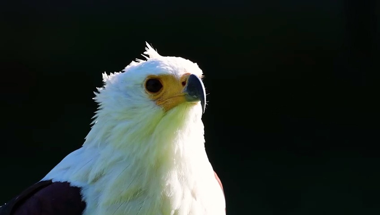 African fish eagle