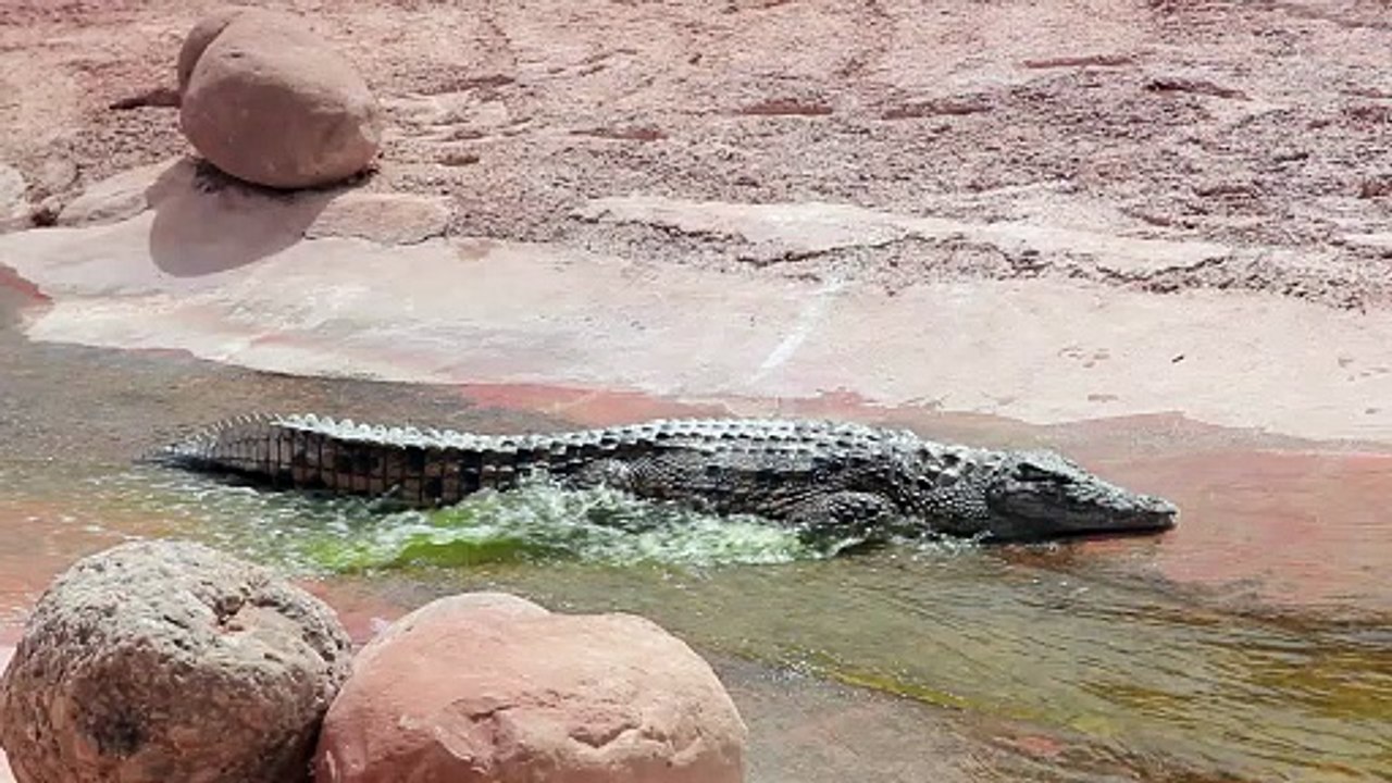 Crocodile