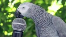Muere a los 38 años Einstein, el loro africano que tenía más de 200 palabras en su vocabulario