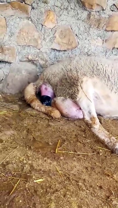 Naissance d’un Mouton 🐑 | Moment Incroyable