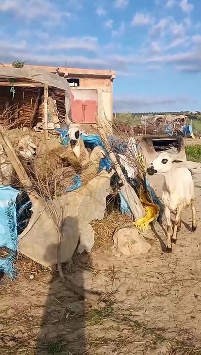 Mouton Trop Drôle 😂 | Les Moments les Plus Amusants !