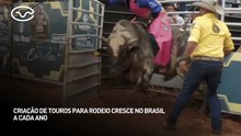 Criação de touros para rodeio cresce no Brasil a cada ano