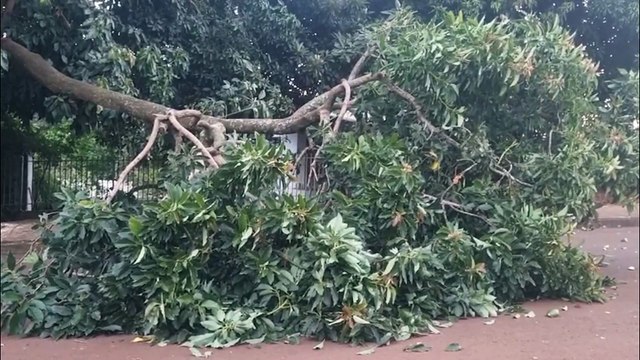 Galho de árvore cai e interdita via no Jardim Presidente em Cascavel