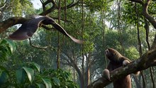 Harpy Eagle vs Sloth – Canopy Attack 🔥 Sky Hunter of the Rainforest