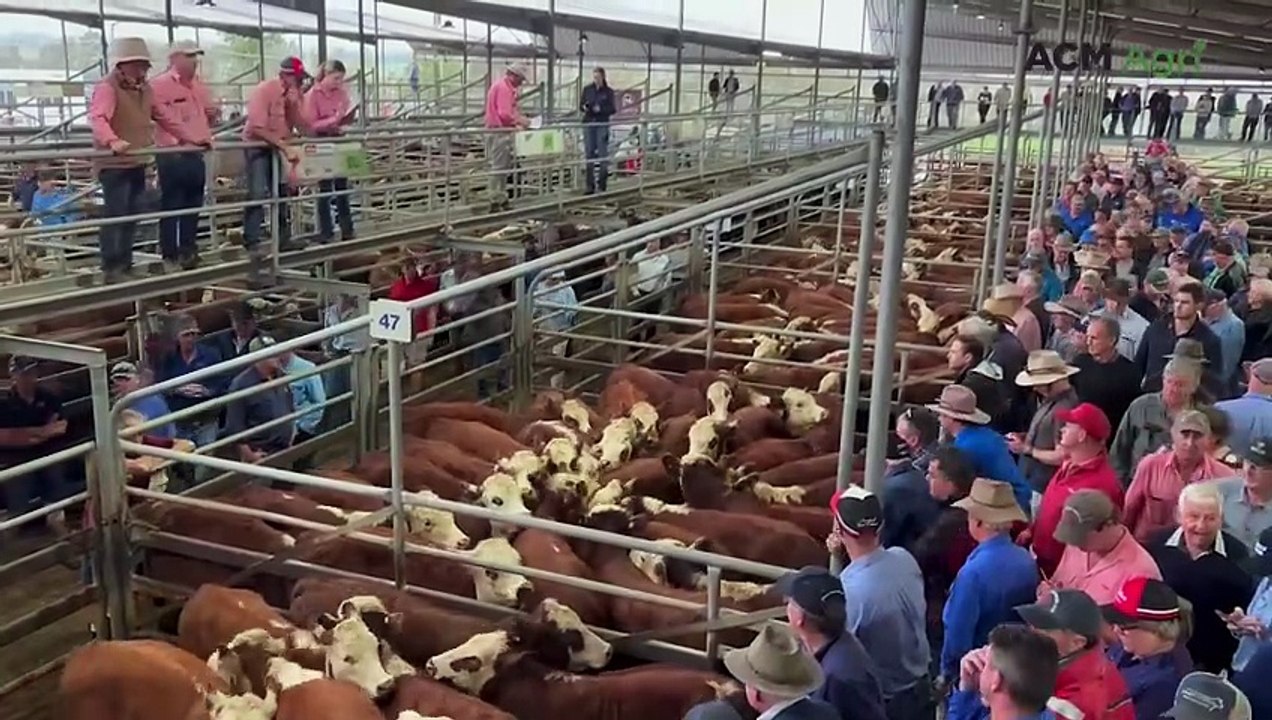 Repeat buyers push Ensay Herefords beyond $2000 at relocated Mountain Calf Sale