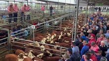 Repeat buyers push Ensay Herefords beyond $2000 at relocated Mountain Calf Sale