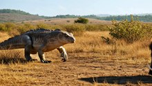 Komodo Dragon vs Wild Boar