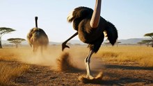 Cheetah vs Ostrich