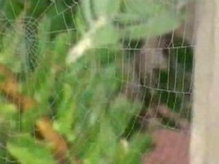 The Hare & The Tortoise - A Web Fable