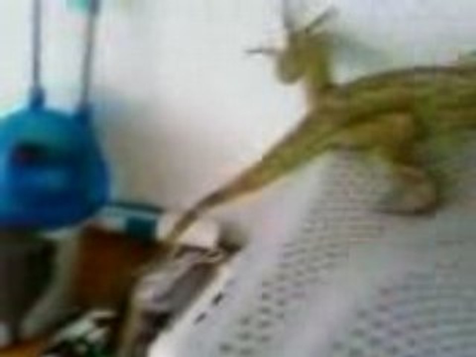 Chulo Mon Iguane Vert