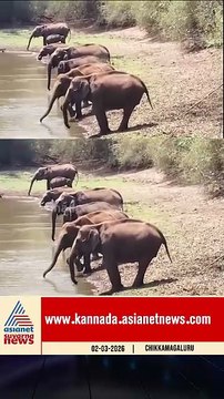 ಕಾಡಾನೆಗಳ ಅದ್ಬುತ ಶಿಸ್ತು; ವಿಡಿಯೋ ವೈರಲ್ | #chikkamagaluru #elephants #wildlife #suvarnanews
