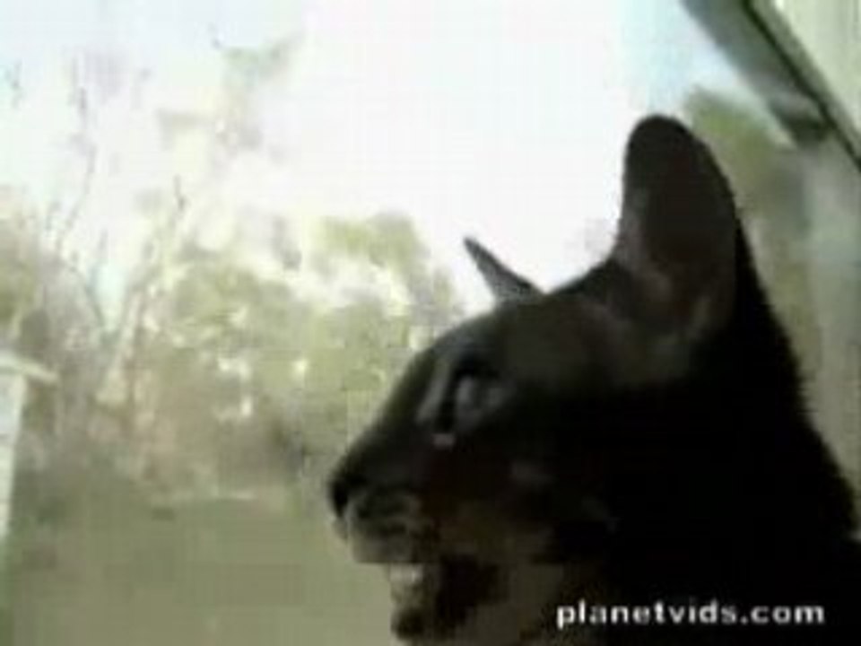 Chat qui parle