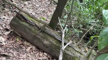 Australian Water Dragon