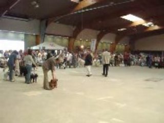 Exposition canine