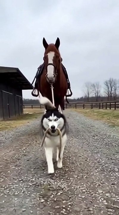 Dog and Horse #dog #horse #kingdomofawais