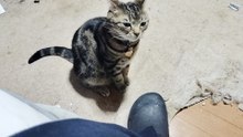 アイスが気になるミア