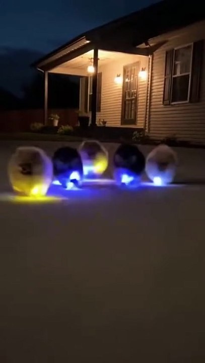 Adorable Puppies #dog #kingdomofawais