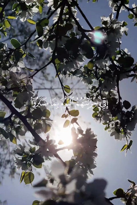 🌙✨ Surah Al-Mu’minūn (23:111–113) — سورة المؤمنون 🤍 Patience That Wins Forever 🌿🏆 #love #Quran #viral #shorts #trending #youtubeshorts #fyp #short #SurahAlMuminun #Sabr #Akhirah #IslamicReminder