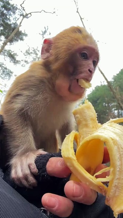 Baby monkey eating banana