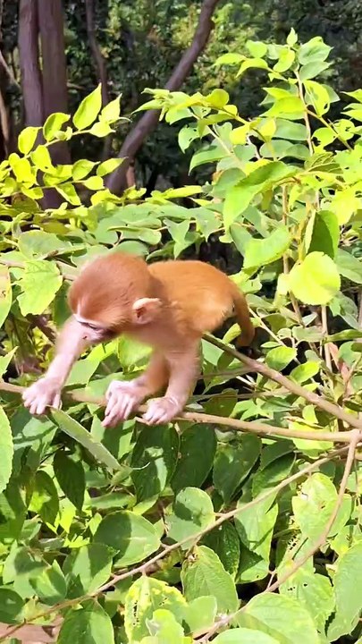 The new baby came out to play by himself.