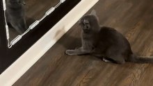 Cat puzzled by its own reflection in the mirror and attempts to defend itself