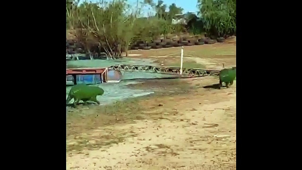 Sorprendente avistamiento de Chigüiros teñidos de verde: ¿qué causa este fenómeno?
