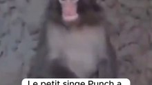Le singe du Japon « Punch » qui a fait le tour des réseaux vient d’apprendre à saluer ! 😍🐒