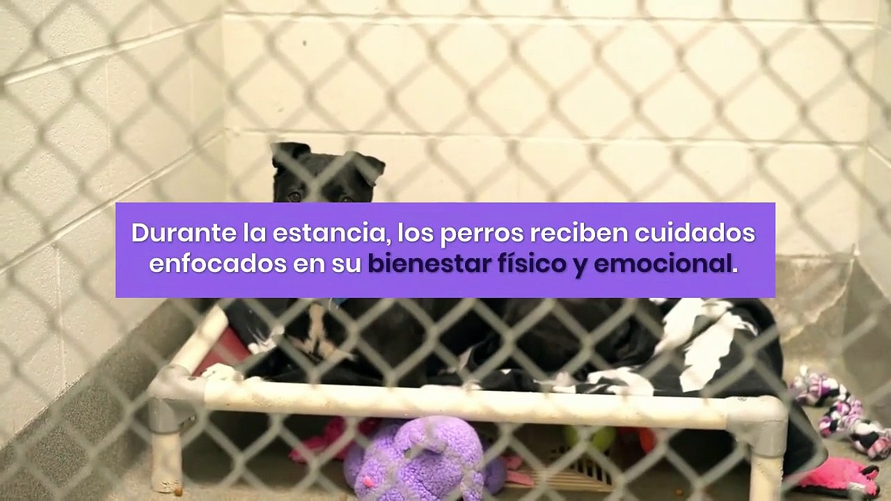 Alojamiento para perros