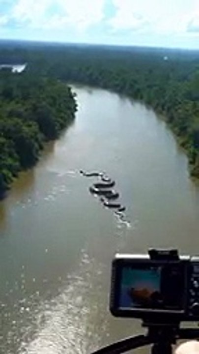 Video | ¿Es real o no? Anaconda gigante habría sido grabada en el Río Amazonas