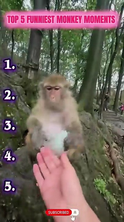 Ranking Funniest Monkey’s Moments 😂🙉 #monkey #funnyanimal #animalshorts #monkeyvideo #viral [Full Movie]
