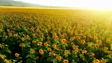 Sunflower field
