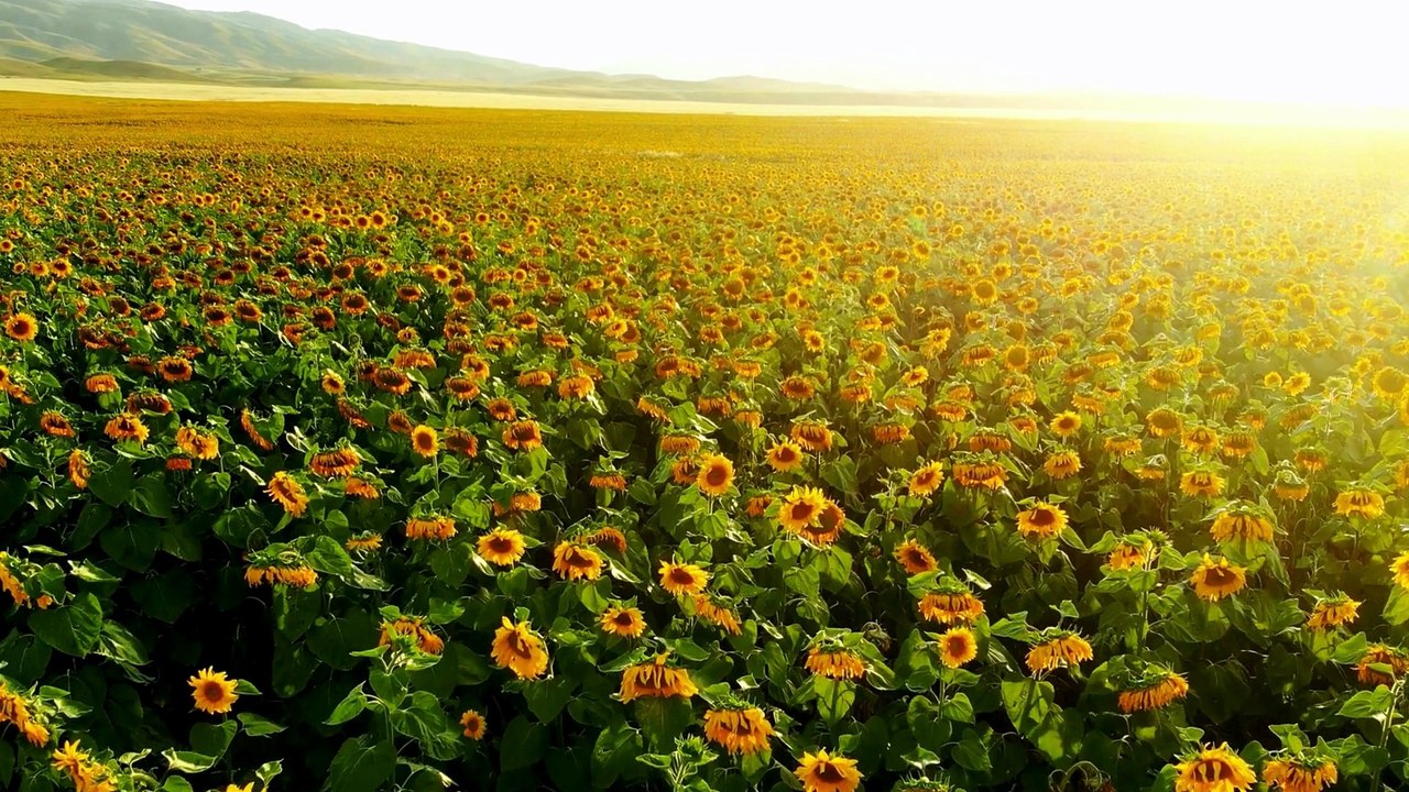 Sunflower field